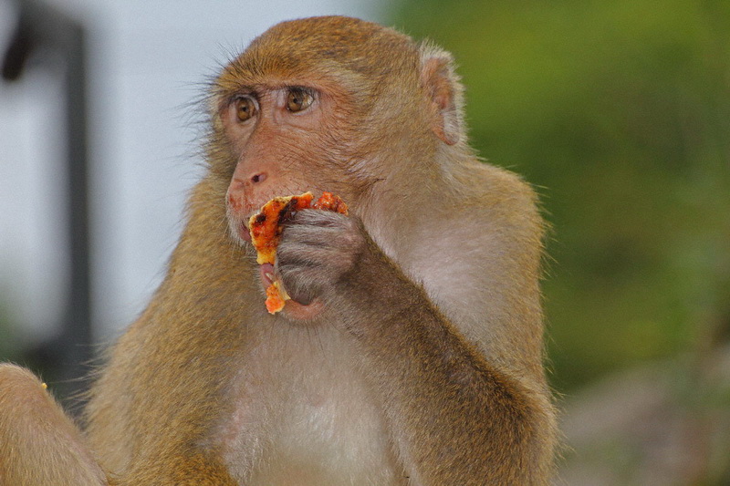 Thailand, Pattaya, Khao Kheow Open Zoo